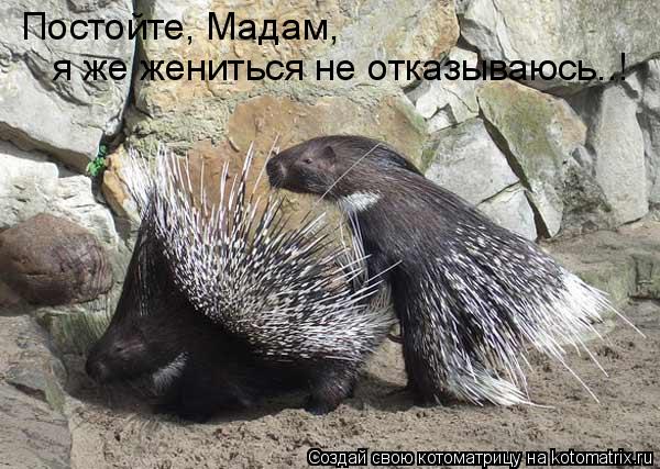 Постойте, Мадам, я же жениться не отказываюсь..!... Котоматрица: Постойте, Мадам, я же жениться не отказываюсь..!