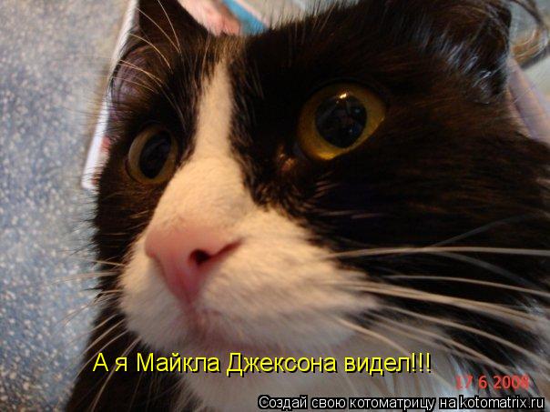 А я Майкла Джексона видел!!!... Котоматрица: А я Майкла Джексона видел!!!