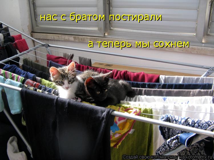 нас с братом постирали а теперь мы сохнем... Котоматрица: нас с братом постирали а теперь мы сохнем