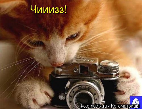 Чииизз!... Котоматрица: Чииизз!
