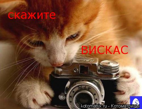 скажите ВИСКАС... Котоматрица: скажите ВИСКАС