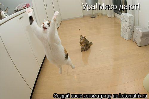 Ура!Мясо дают!... Котоматрица: Ура!Мясо дают!
