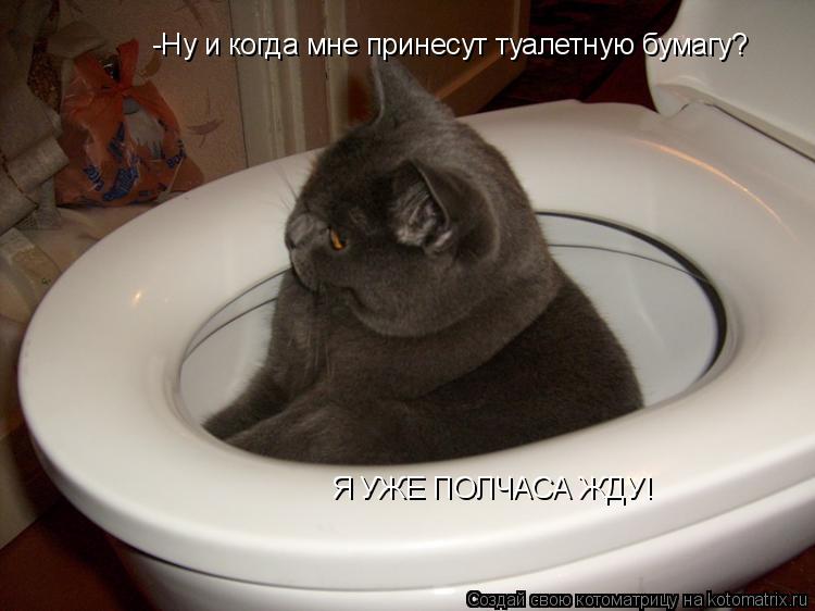 -Ну и когда мне принесут туалетную бумагу? Я УЖЕ ПОЛЧАСА ЖДУ!... Котоматрица: -Ну и когда мне принесут туалетную бумагу? Я УЖЕ ПОЛЧАСА ЖДУ!