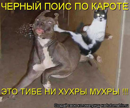 ЧЕРНЫЙ ПОИС ПО КАРОТЕ ЭТО ТИБЕ НИ ХУХРЫ МУХРЫ !!!... Котоматрица: ЧЕРНЫЙ ПОИС ПО КАРОТЕ ЭТО ТИБЕ НИ ХУХРЫ МУХРЫ !!!