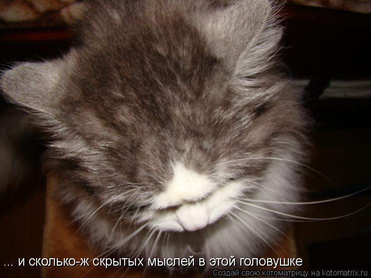 ... и сколько-ж скрытых мыслей в этой головушке... Котоматрица: ... и сколько-ж скрытых мыслей в этой головушке