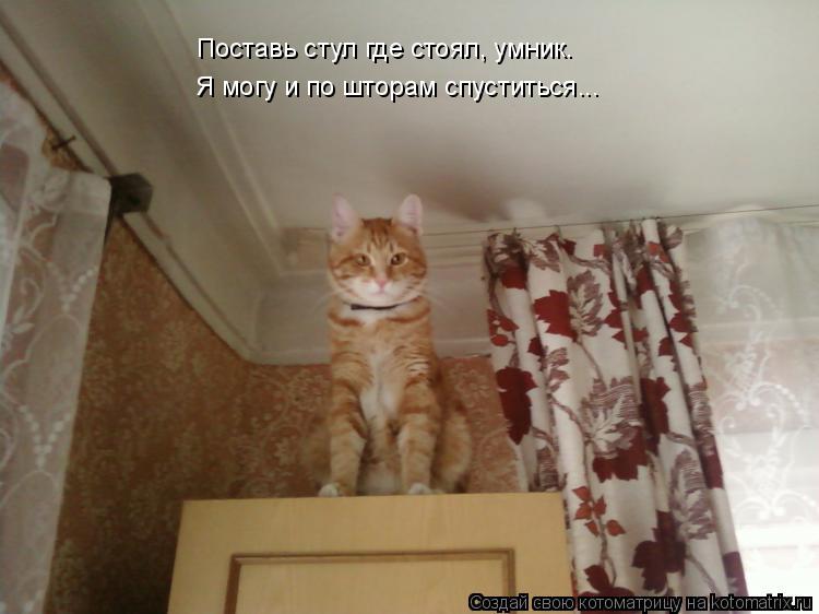 Котоматрица: Поставь стул где стоял, умник. Я могу и по шторам спуститься...