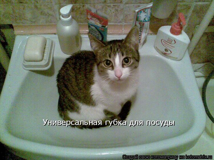 Универсальная губка для посуды... Котоматрица: Универсальная губка для посуды