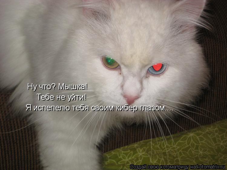Ну что? Мышка! Тебе не уйти! Я испепелю тебя своим кибер глазом....... Котоматрица: Ну что? Мышка! Тебе не уйти! Я испепелю тебя своим кибер глазом....