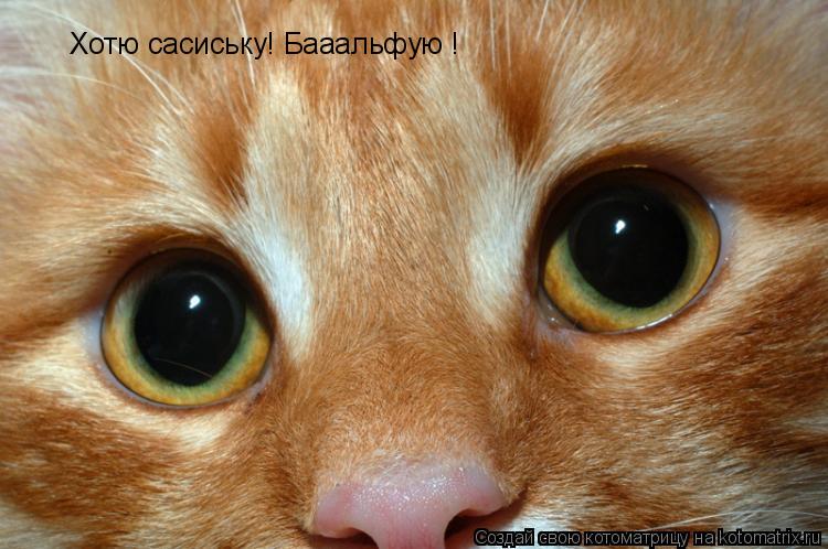 Хотю сасиську! Бааальфую !... Котоматрица: Хотю сасиську! Бааальфую !