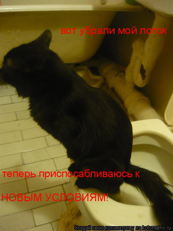 вот убрали мой лоток теперь приспосабливаюсь к НОВЫМ УСЛОВИЯМ!... Котоматрица: вот убрали мой лоток теперь приспосабливаюсь к НОВЫМ УСЛОВИЯМ!
