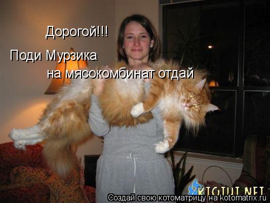 Дорогой!!! Поди Мурзика на мясокомбинат отдай... Котоматрица: Дорогой!!! Поди Мурзика на мясокомбинат отдай