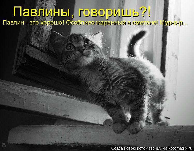 Павлины, говоришь?! Павлин - это хорошо! Особливо жаренный в сметане! Мур-р-р...... Котоматрица: Павлины, говоришь?! Павлин - это хорошо! Особливо жаренный в сметане! Мур-р-р...