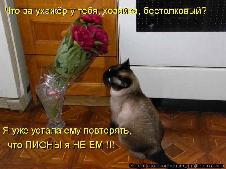 Котоматрица: Что за ухажёр у тебя, хозяйка, бестолковый? Я уже устала ему повторять, что ПИОНЫ я НЕ ЕМ !!! что ПИОНЫ я НЕ ЕМ !!!