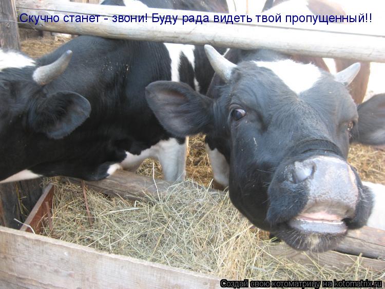 Скучно станет - звони! Буду рада видеть твой пропущенный!!... Котоматрица: Скучно станет - звони! Буду рада видеть твой пропущенный!!