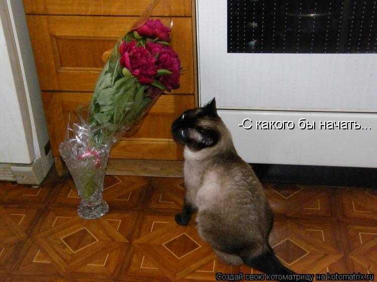 -С какого бы начать...... Котоматрица: -С какого бы начать...