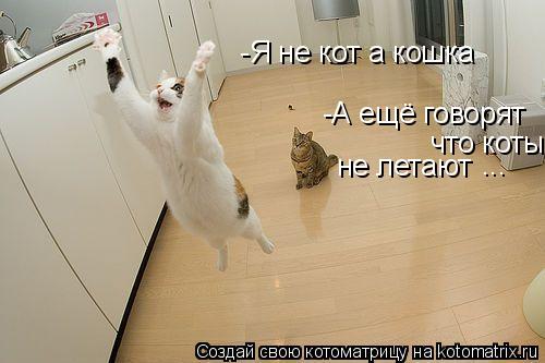 -А ещё говорят что коты не летают ... -Я не кот а кошка... Котоматрица: -А ещё говорят что коты не летают ... -Я не кот а кошка