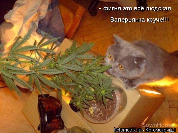- фигня это всё людская Валерьянка круче!!!... Котоматрица: - фигня это всё людская Валерьянка круче!!!