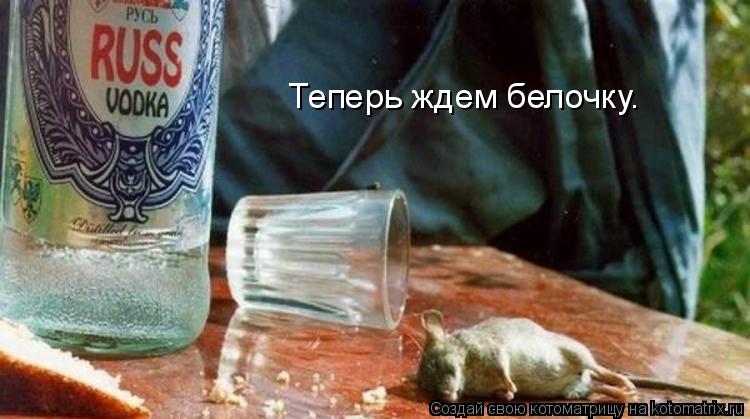 Теперь ждем белочку.... Котоматрица: Теперь ждем белочку.