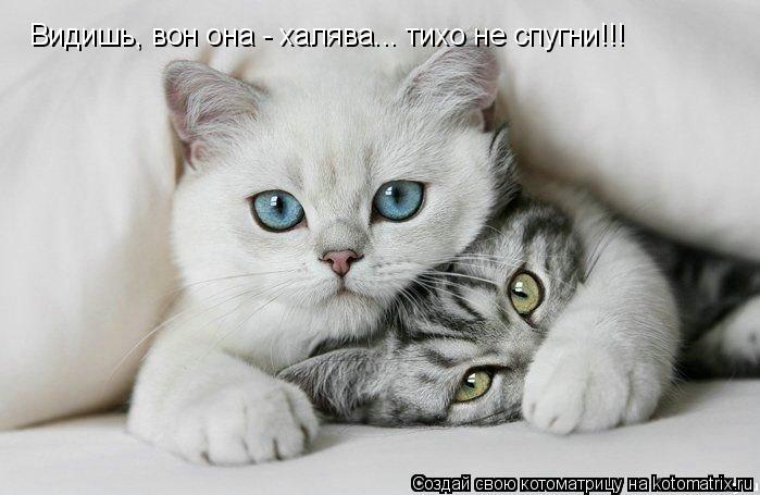 Видишь, вон она - халява... тихо не спугни!!!... Котоматрица: Видишь, вон она - халява... тихо не спугни!!!