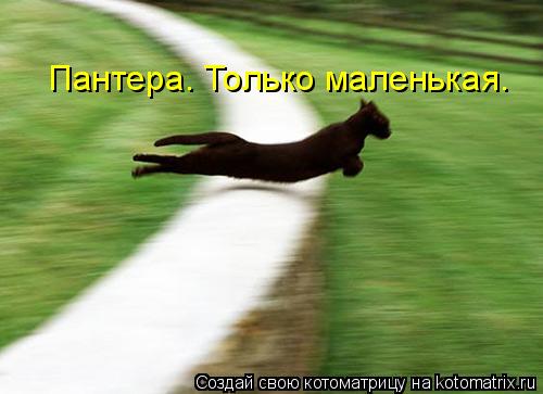 Пантера. Только маленькая.... Котоматрица: Пантера. Только маленькая.