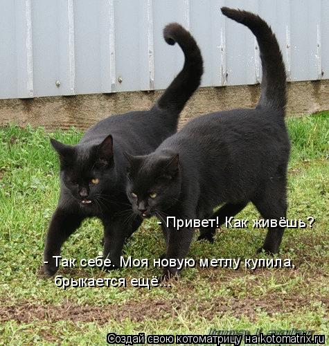 - Так себе. Моя новую метлу купила, брыкается ещё... - Привет! Как живёшь?... Котоматрица: - Так себе. Моя новую метлу купила, брыкается ещё... - Привет! Как живёшь?