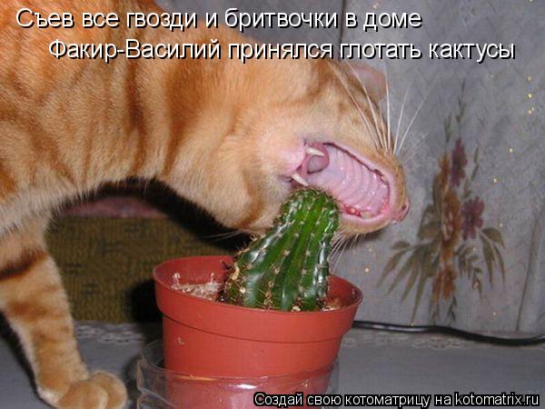 Факир-Василий принялся глотать кактусы Съев все гвозди и бритвочки в доме... Котоматрица: Факир-Василий принялся глотать кактусы Съев все гвозди и бритвочки в доме