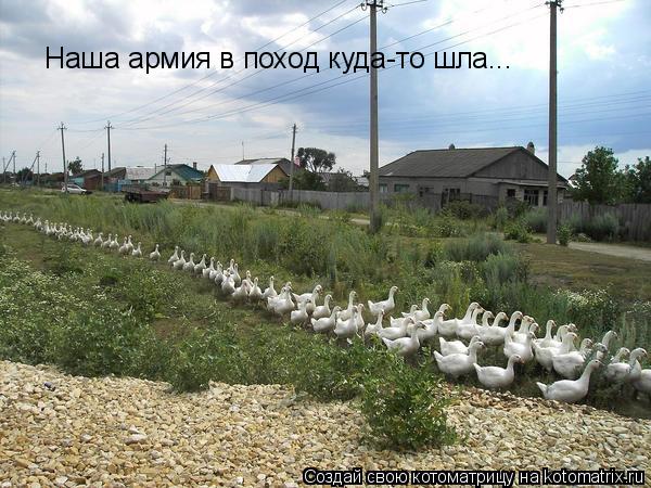 Наша армия в поход куда-то шла...... Котоматрица: Наша армия в поход куда-то шла...