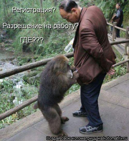 Регистрация? Разрешение на работу? Регистрация? ГДЕ???... Котоматрица: Регистрация? Разрешение на работу? Регистрация? ГДЕ???