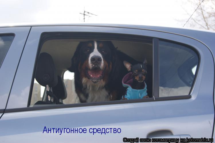 Антиугонное средство... Котоматрица: Антиугонное средство