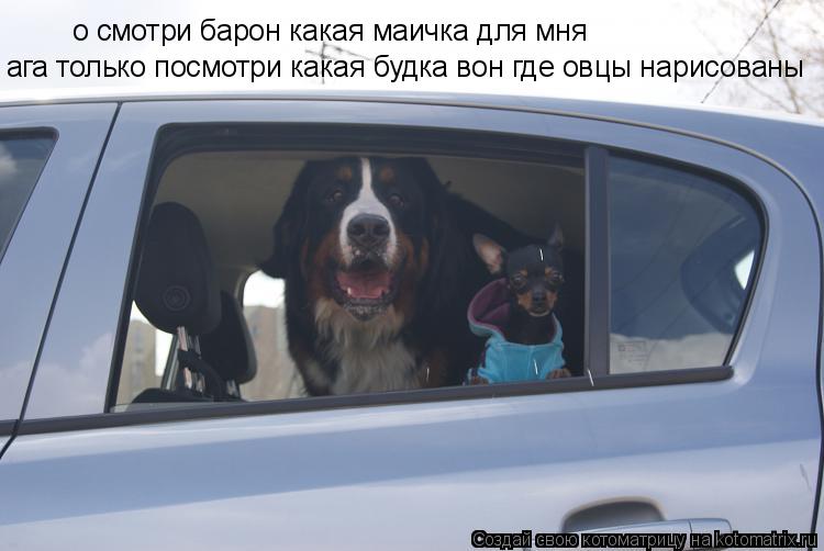 о смотри барон какая маичка для мня ага только посмотри какая будка вон где овцы нарисованы... Котоматрица: о смотри барон какая маичка для мня ага только посмотри какая будка вон где овцы нарисованы