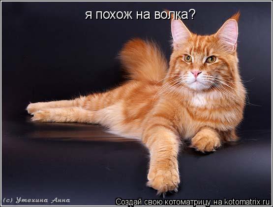 я похож на волка?... Котоматрица: я похож на волка?