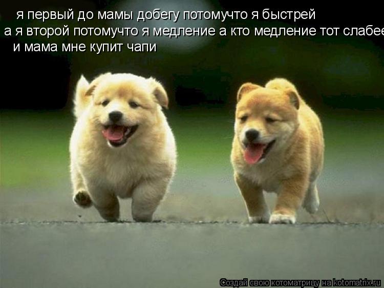 я первый до мамы добегу потомучто я быстрей а я второй потомучто я медление а кто медление тот слабее... Котоматрица: я первый до мамы добегу потомучто я быстрей а я второй потомучто я медление а кто медление тот слабее и мама мне купит чапи