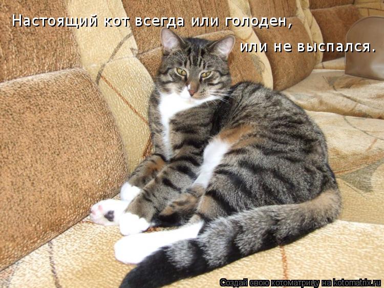 Настоящий кот всегда или голоден, или не выспался.... Котоматрица: Настоящий кот всегда или голоден, или не выспался.