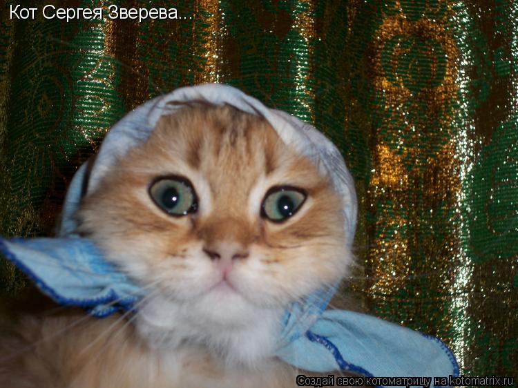 Кот Сергея Зверева...... Котоматрица: Кот Сергея Зверева...