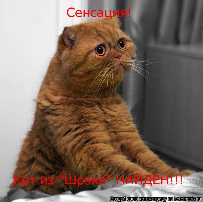 Сенсация! Кот из "Шрэка" НАЙДЕН!!!... Котоматрица: Сенсация! Кот из "Шрэка" НАЙДЕН!!!