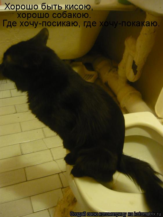 Хорошо быть кисою, хорошо собакою. Где хочу-посикаю, где хочу-покакаю.... Котоматрица: Хорошо быть кисою, хорошо собакою. Где хочу-посикаю, где хочу-покакаю.