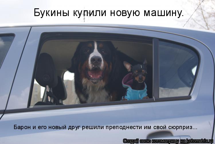 Букины купили новую машину. Барон и его новый друг решили преподнести им свой сюрприз...... Котоматрица: Букины купили новую машину. Барон и его новый друг решили преподнести им свой сюрприз...