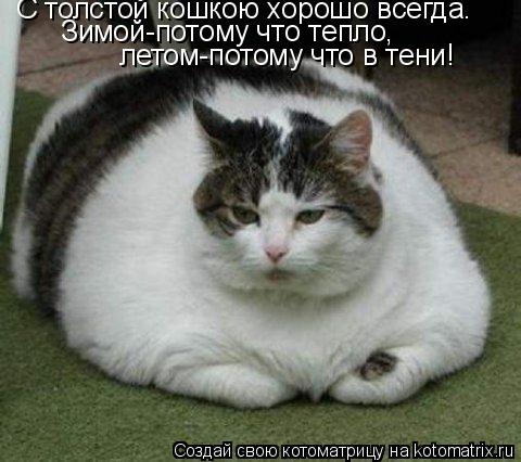 С толстой кошкою хорошо всегда. Зимой-потому что тепло, летом-потому что в тени!... Котоматрица: С толстой кошкою хорошо всегда. Зимой-потому что тепло, летом-потому что в тени!