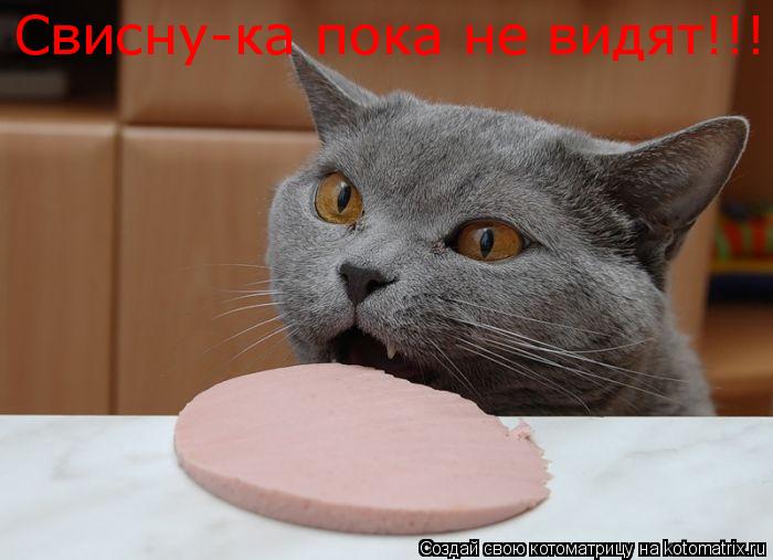 Свисну-ка пока не видят!!!!!!!!!!!!!... Котоматрица: Свисну-ка пока не видят!!!!!!!!!!!!!