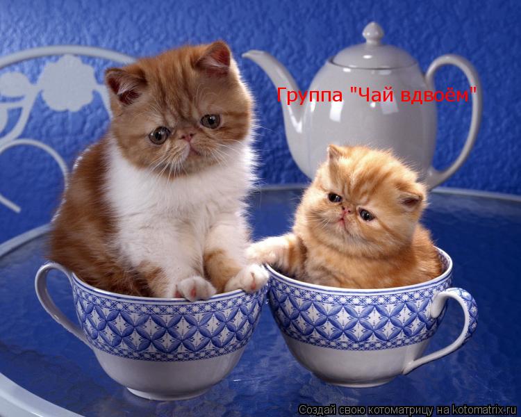 Группа "Чай вдвоём"... Котоматрица: Группа "Чай вдвоём"