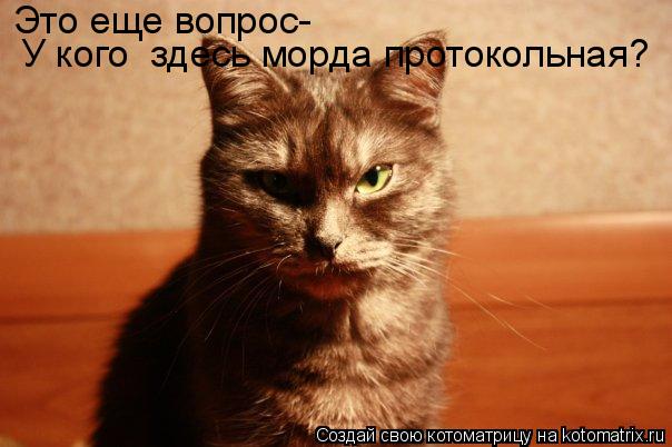 Это еще вопрос- У кого здесь морда протокольная?... Котоматрица: Это еще вопрос- У кого здесь морда протокольная?