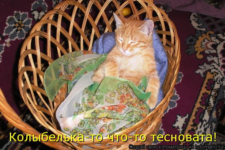 Колыбелька-то что-то тесновата!... Котоматрица: Колыбелька-то что-то тесновата!