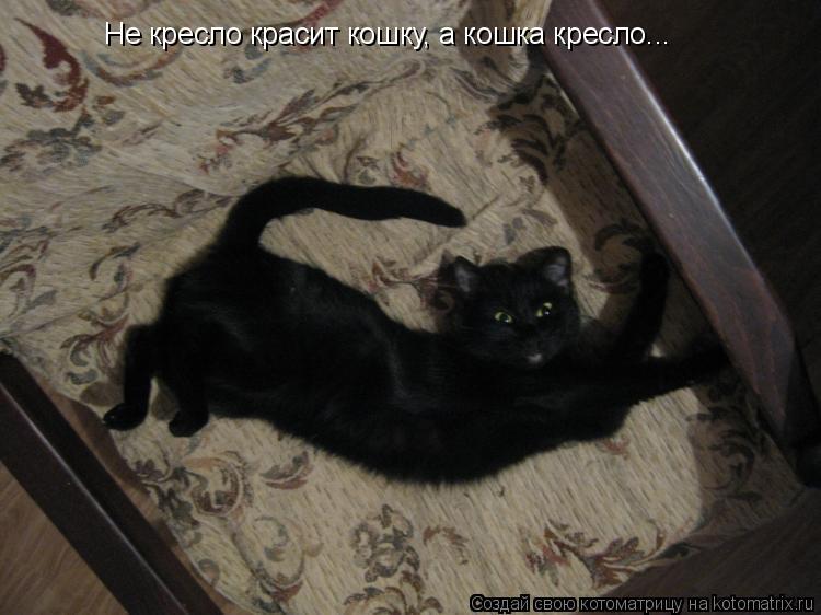 Не кресло красит кошку, а кошка кресло...... Котоматрица: Не кресло красит кошку, а кошка кресло...