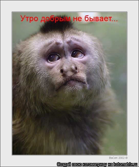 Утро добрым не бывает...... Котоматрица: Утро добрым не бывает...
