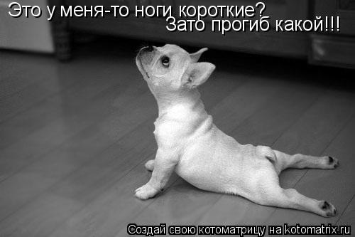 Это у меня-то ноги короткие? Зато прогиб какой!!!... Котоматрица: Это у меня-то ноги короткие? Зато прогиб какой!!!