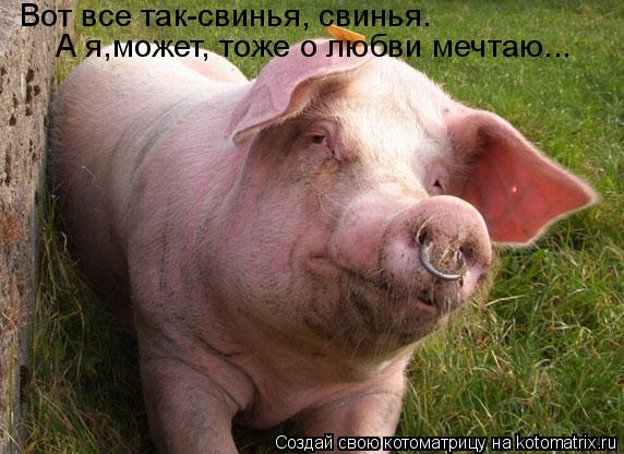 Вот все так-свинья, свинья. А я,может, тоже о любви мечтаю...... Котоматрица: Вот все так-свинья, свинья. А я,может, тоже о любви мечтаю...