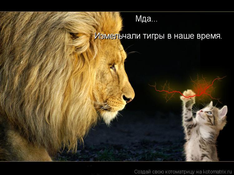 Мда... Измельчали тигры в наше время.... Котоматрица: Мда... Измельчали тигры в наше время.