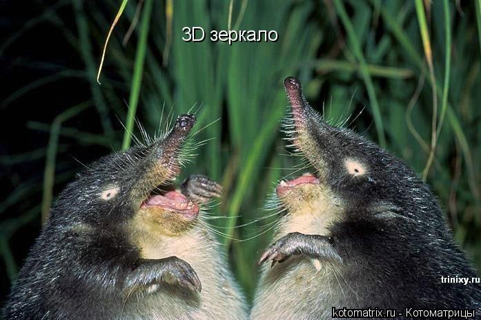 3D зеркало... Котоматрица: 3D зеркало