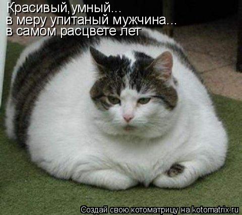 Красивый,умный... в меру упитаный мужчина... в самом расцвете лет... Котоматрица: Красивый,умный... в меру упитаный мужчина... в самом расцвете лет