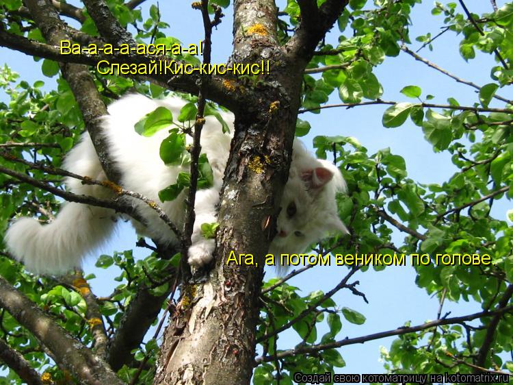 Ва-а-а-а-ася-а-а! Слезай!Кис-кис-кис!! Ага, а потом веником по голове.... Котоматрица: Ва-а-а-а-ася-а-а! Слезай!Кис-кис-кис!! Ага, а потом веником по голове.